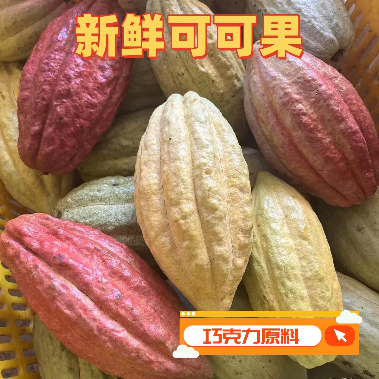 现货新鲜可可果豆原产热带可可鲜果现摘原豆果实巧克力果原料