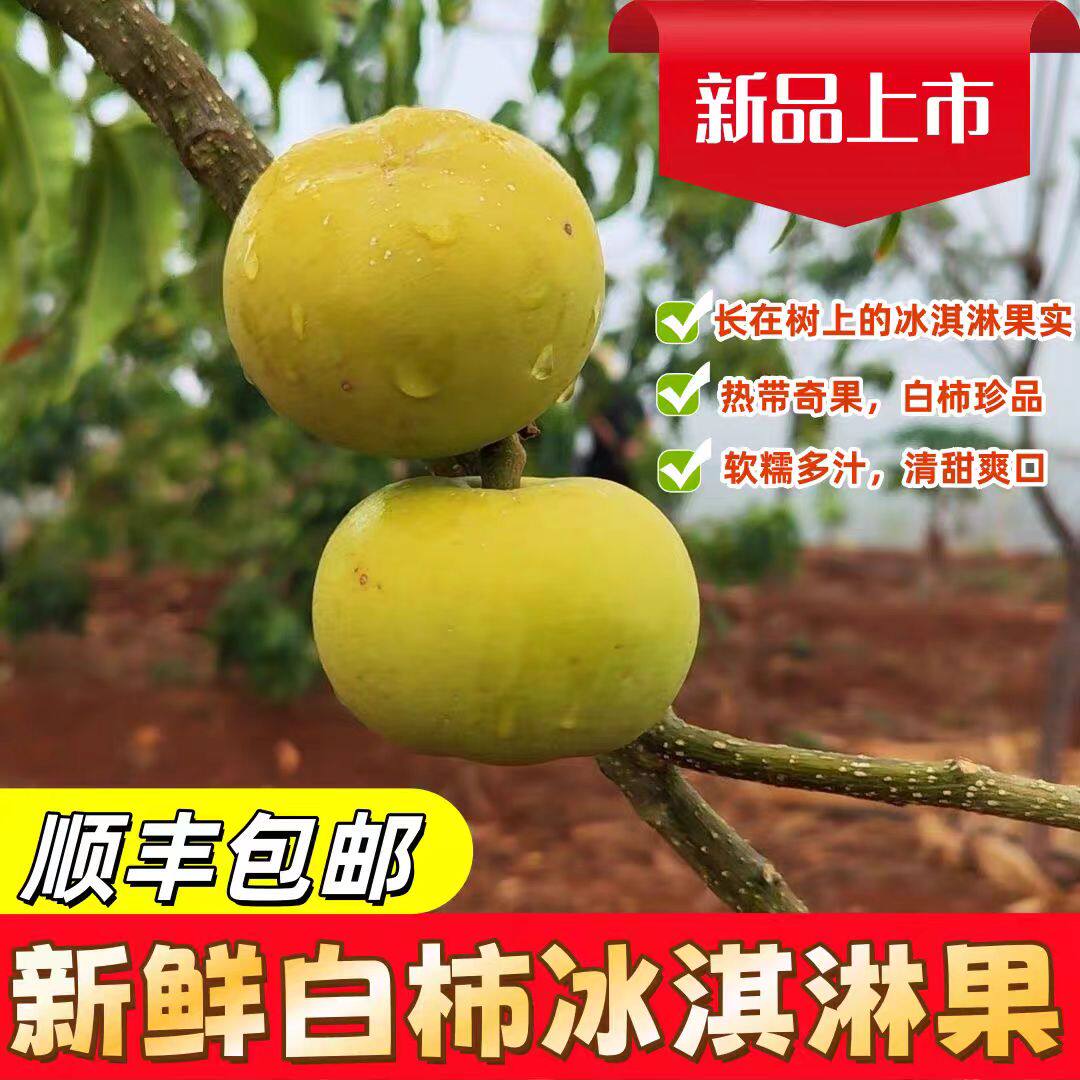 顺丰云南普洱奶香冰淇淋白柿子新鲜当季稀见水果现摘软糯香甜