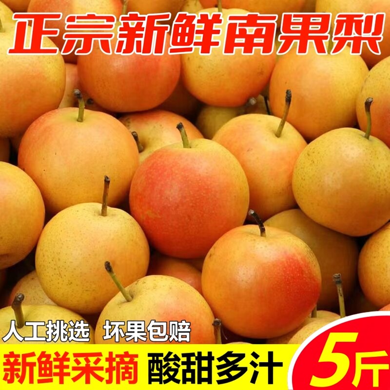 正宗南果梨海城南国梨东北小香水梨