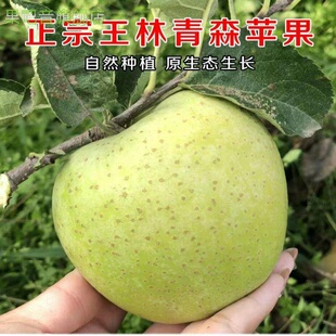 2025现货正宗王林青苹果当季脆甜10斤青森丑萍果孕妇王琳雀斑玉林