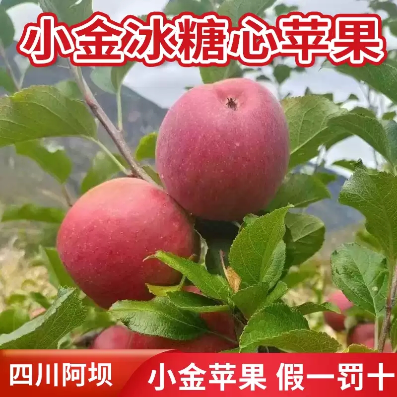 四川阿坝州汶川冰糖心小金苹果新鲜茂县红富士理县丑苹果5斤