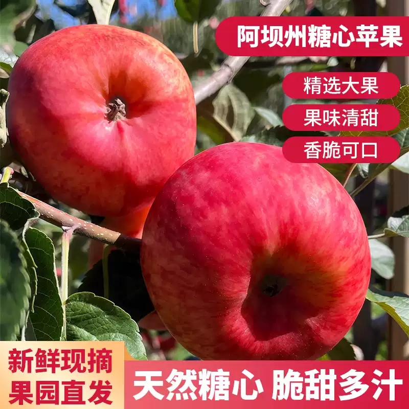四川阿坝州汶川冰糖心小金苹果新鲜茂县红富士理县丑苹果5斤