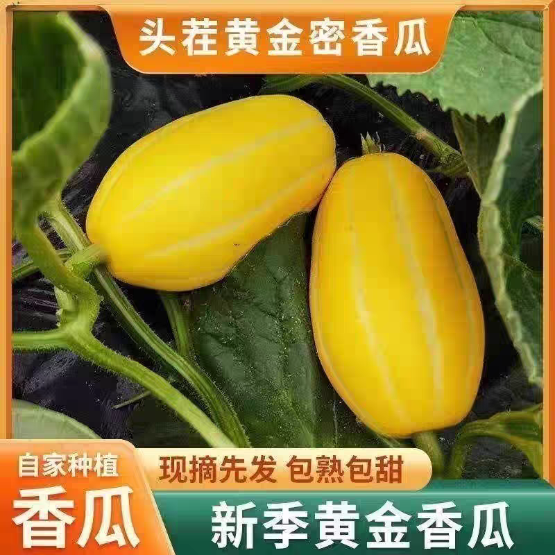 黄金蜜瓜黄皮香瓜露天水果小时候味道韩国甜瓜孕妇土香瓜老品种