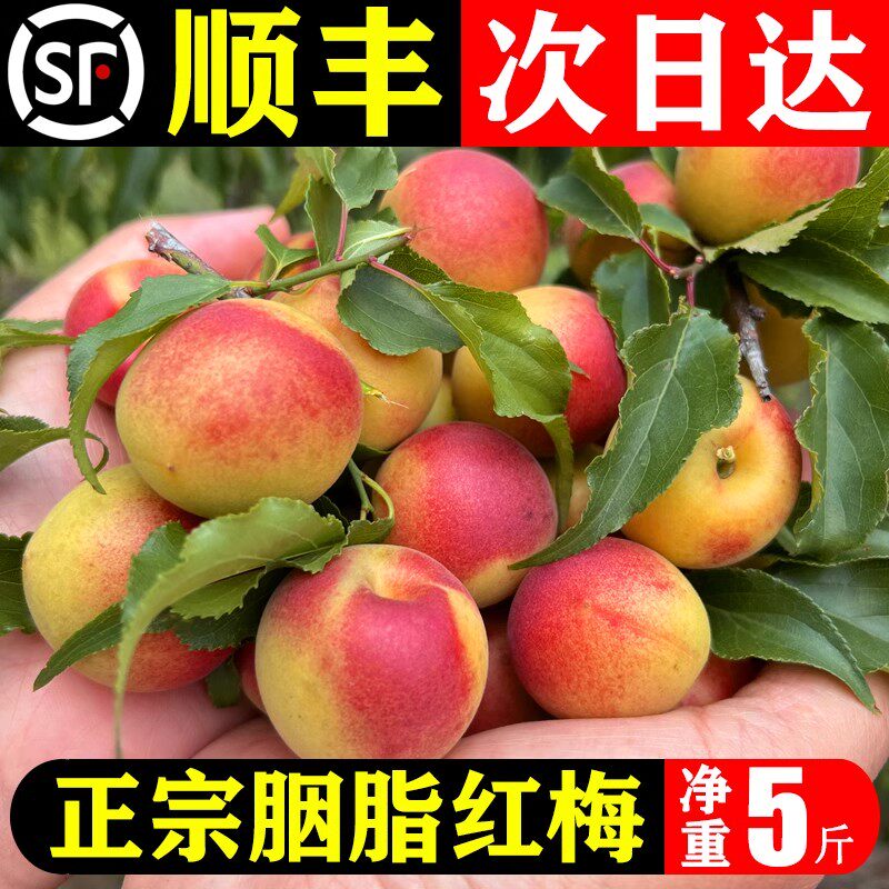 顺丰高山胭脂梅野生新鲜青梅鲜果青竹梅泡酒黄梅现摘红梅酸脆梅子