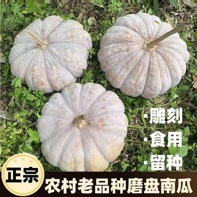 圆老南瓜老品种磨盘南瓜农村本地土南瓜饼子瓜万圣节装饰雕刻搬家