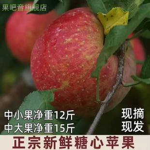 2025新果冰糖心红苹果甘孜州泸定黄草坪康定达杠高原新鲜水果