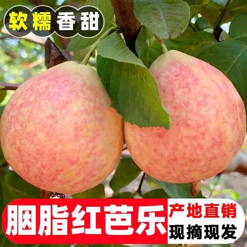 顺丰胭脂红番石榴水果新鲜当季产地广东增城本地潘鸡屎果红心芭乐