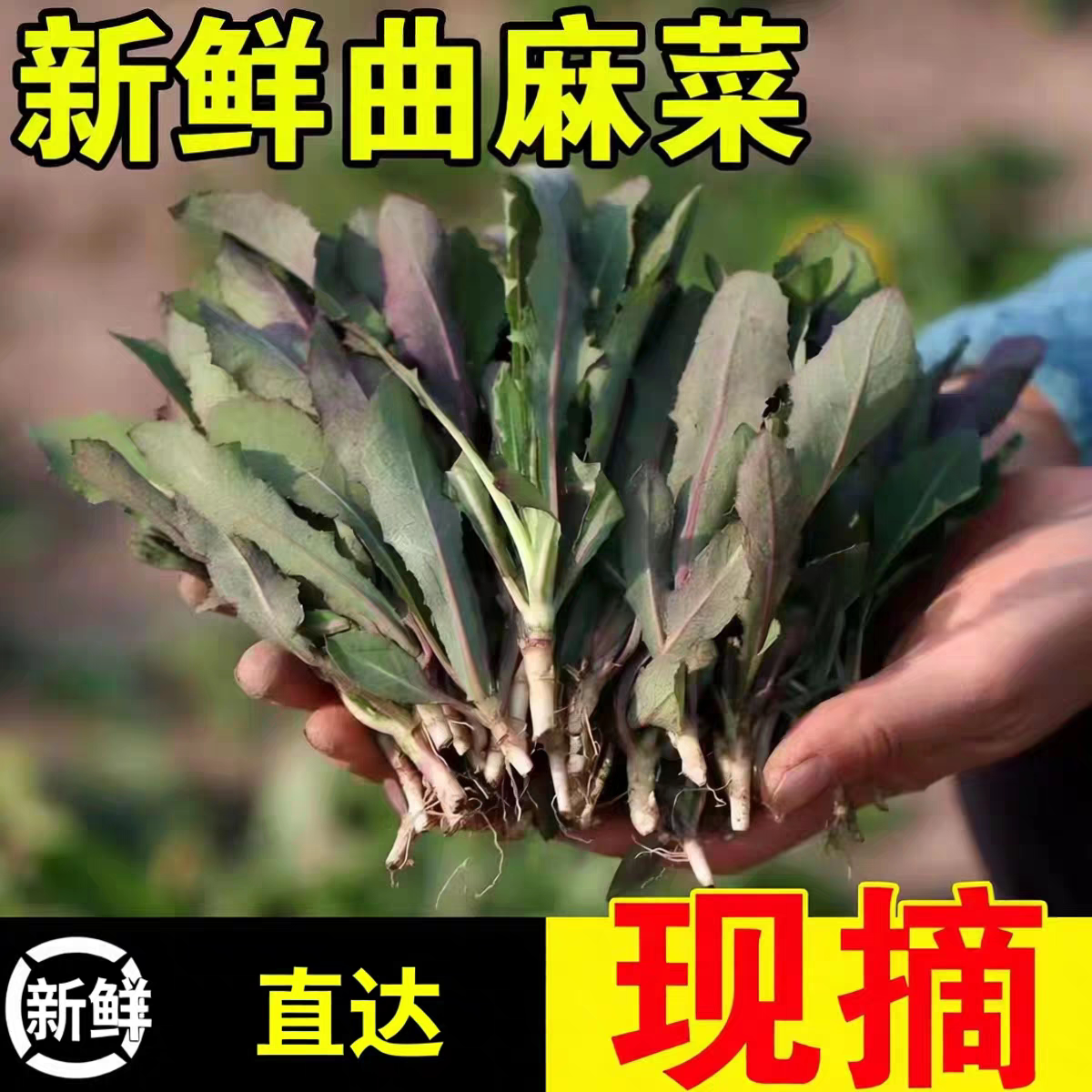 山东野生新鲜曲麻菜苦麻菜曲曲菜现挖现发野菜蘸酱生吃