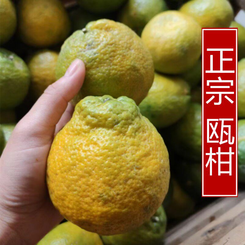 正宗瓯柑丽水温州苦橘特产农产品多汁苦柑水果桔子欧柑丑橘10斤装