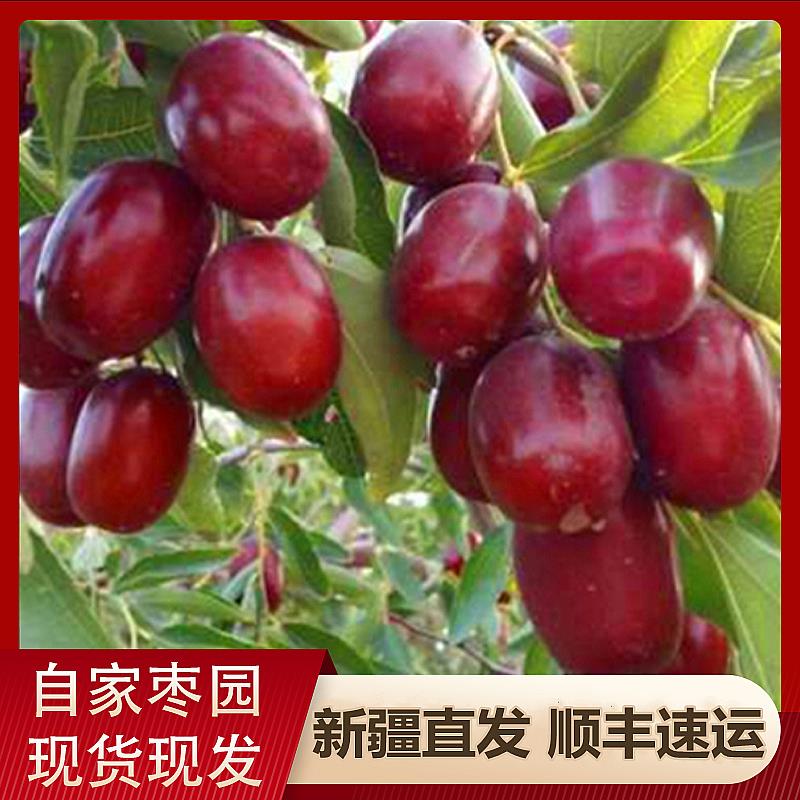 半干新疆灰枣 25年新枣自家果园空运直发5斤脆甜枣 新枣水果