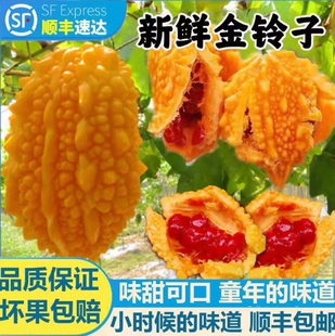 现摘金铃子新鲜水果罕见赖葡萄鲜果金癞刺濑瓜小苦瓜红娘果小癞瓜