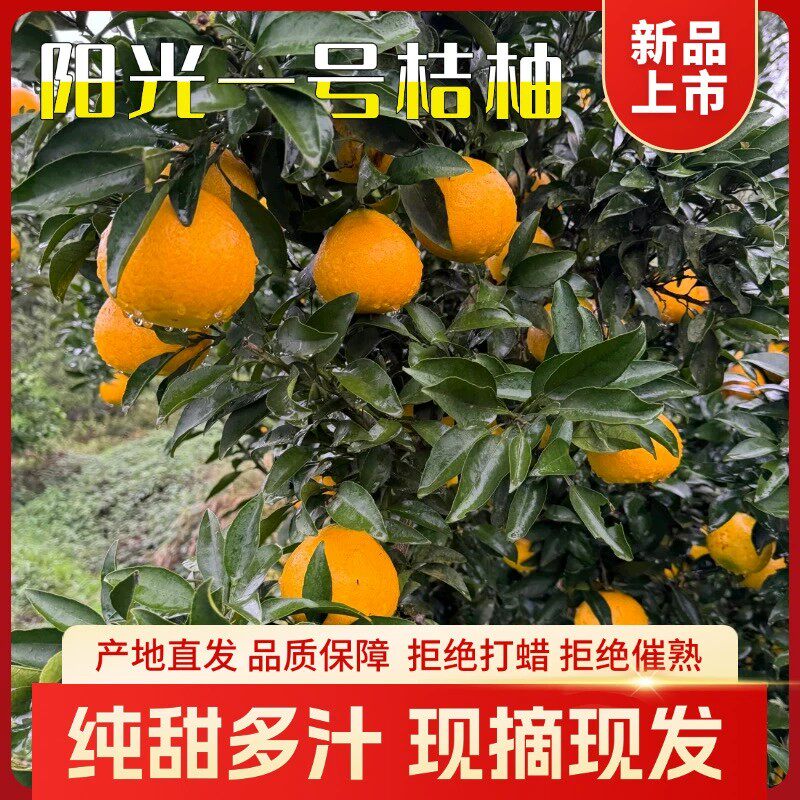 正宗阳光一号柑橘 桔柚 新鲜水果桔子 高山甜心柚五斤装包邮