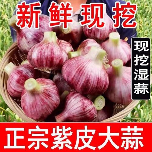 现挖现发湿蒜新鲜紫皮大蒜老品种多瓣蒜土香蒜红皮香辣大果