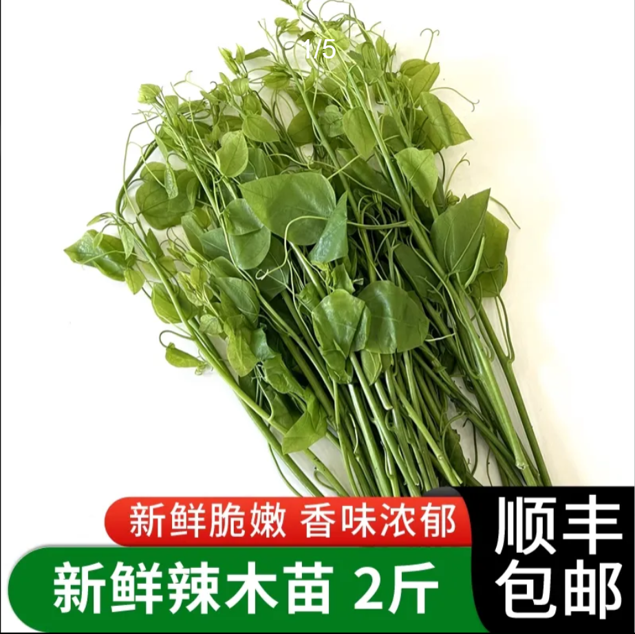 新鲜辣木苗姑娘菜500g当季现采嫩叶酒店特色蔬菜凉菜