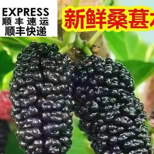 新鲜冷冻桑葚鲜果桑椹 4斤净果孕妇水果桑枣黑桑葚果泡酒顺丰包邮