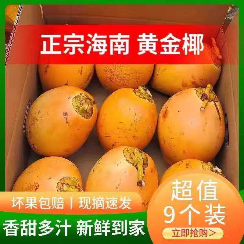 海南金椰子三亚特产新鲜水果黄金红椰6个装包邮现摘带皮送开椰器