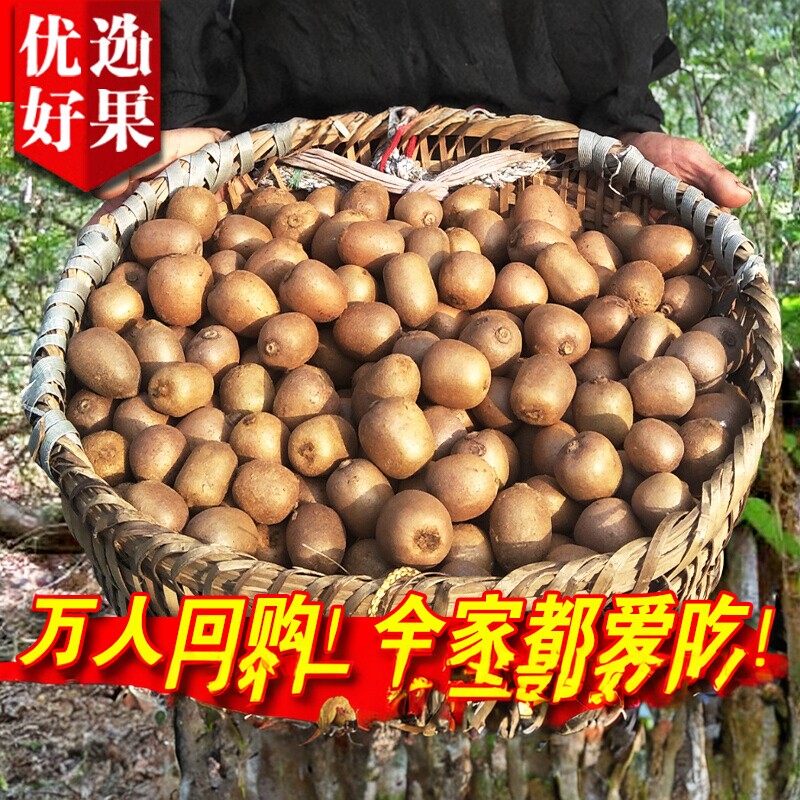 野生猕猴桃新鲜秦岭野生小猕猴桃迷猴应季孕妇水果泡酒弥猴桃
