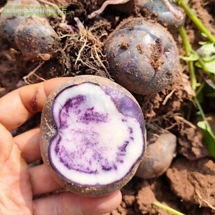 彝族高山七彩乌洋芋会东紫色小土豆新鲜杂粗粮孕妇辅食