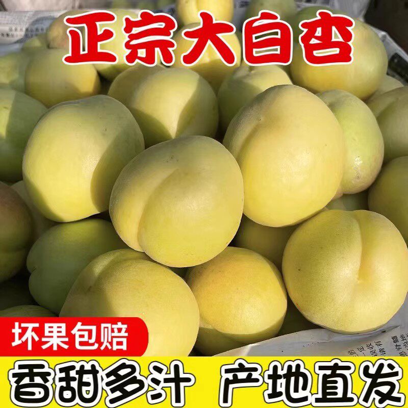 河北唐山正宗大香白杏娘娘庄乡新鲜大白杏遵化银白杏水果甜杏子
