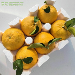 台州玉环广柑高橙当季虎头柑时令新鲜水果孕妇酸橙子5斤温岭