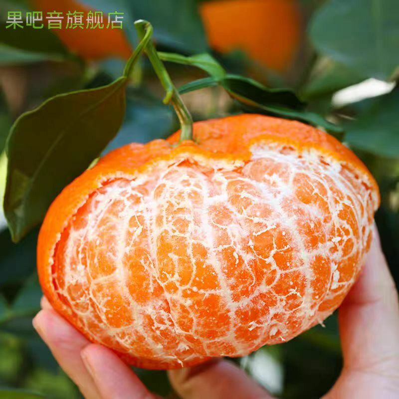 现货速发甘平柑橘皇后5/10斤当季现摘水果商超品质非耙耙柑粑粑橘