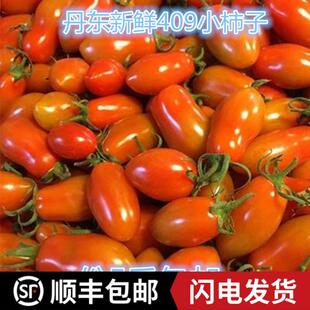 丹东东北地区小柿子牛奶草莓小番茄圣女果小西红柿花生包邮5斤包