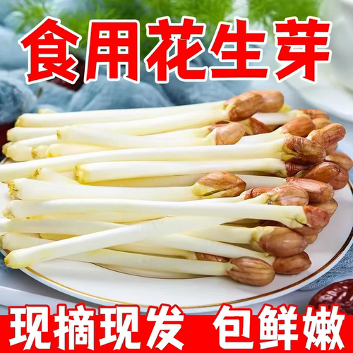 精选花生芽新鲜现摘芽苗菜酒店食材水培长寿芽生吃火锅凉拌爆炒菜