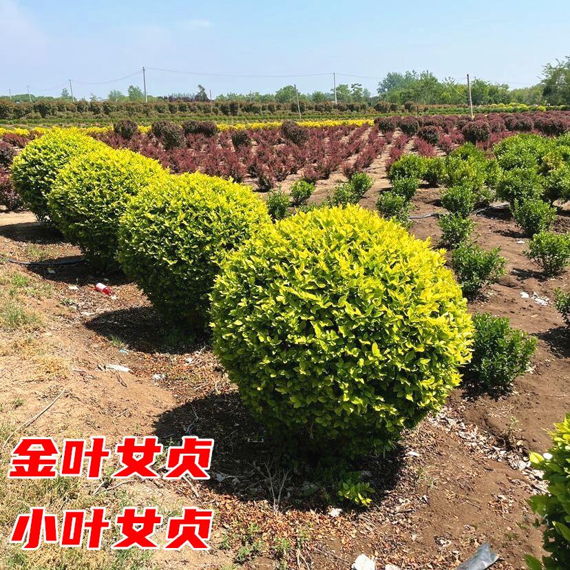 金叶女贞球树苗庭院耐寒绿化风景树彩叶色块篱笆墙植物小叶女贞球