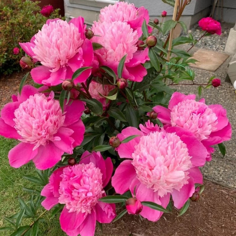 芍药花苗重瓣带芽根块好养活室内盆栽植物多年生庭院花卉芍药种根