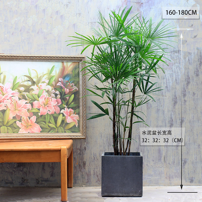 细叶金山棕小叶棕竹绿植净化空气植物盆栽散尾葵室内多株大盆2米