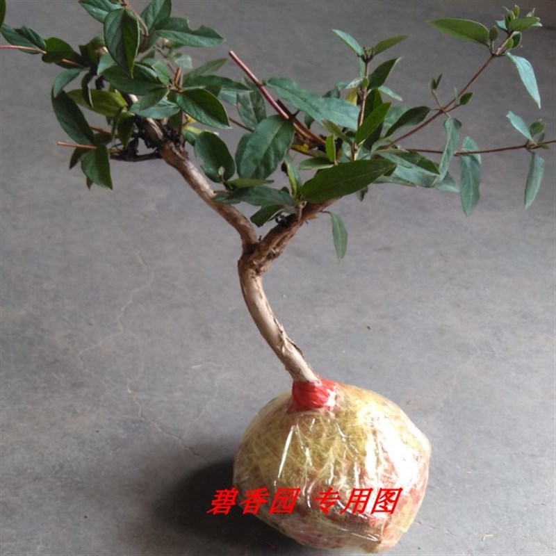 五彩红色金银花苗木 树型四季 树桩金银花盆景盆栽植物 室内庭院