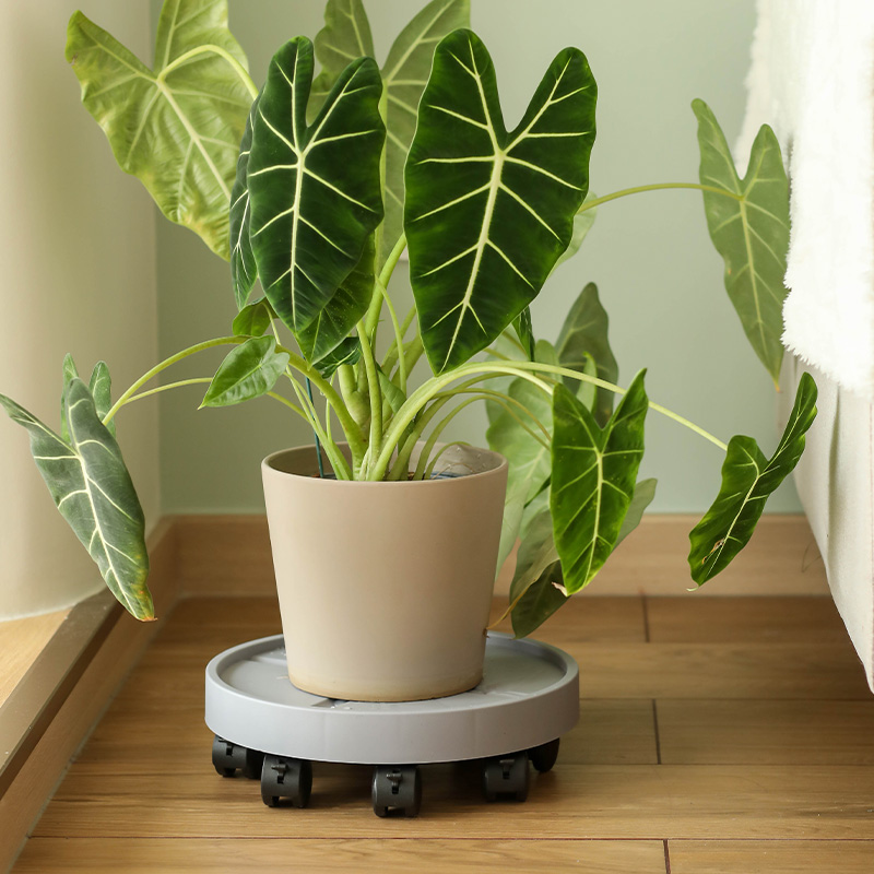 自吸水带刹车万向轮移动花盆托盘接水盘塑料带轮底座滚轮种绿植