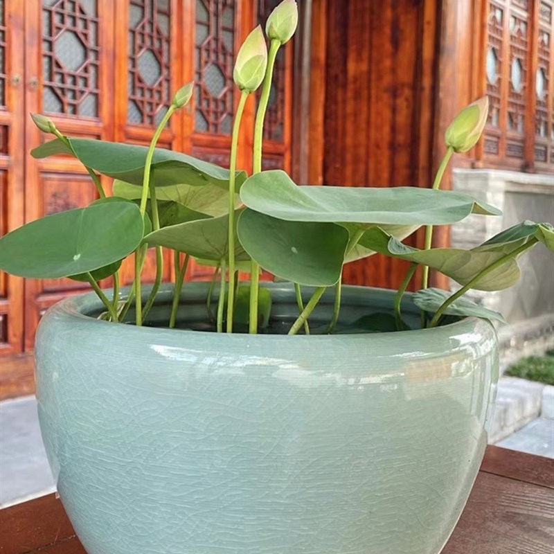 【潇湘妃子】碗莲乌托邦-小型/微型水培盆栽窗台阳台观赏荷花种藕