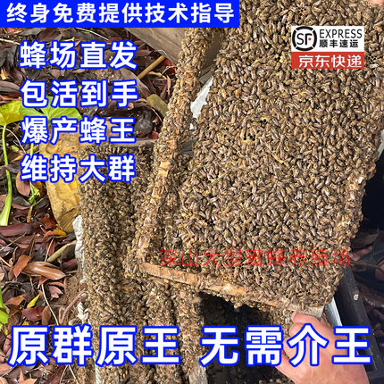 蜜蜂中蜂蜂群养殖中蜂带阿坝新开产王带子脾笼蜂活蜂中华土蜂新手