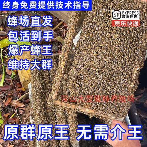 中蜂蜂群养殖中蜂带王带子脾笼蜂