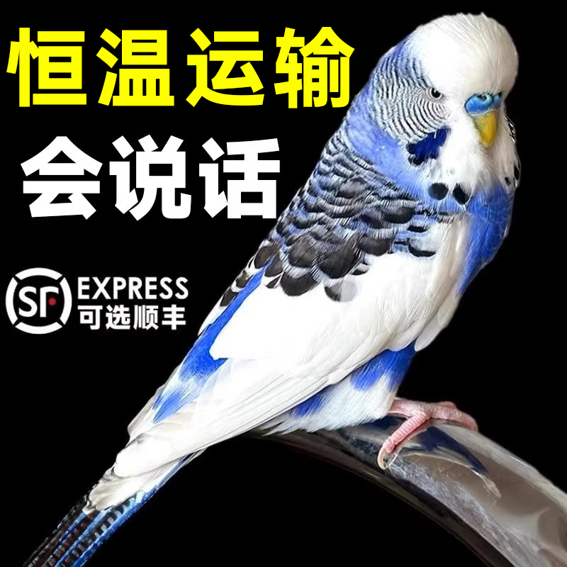 纯手养大头虎皮鹦鹉活鸟会说话宠物活物飞手小型玄凤牡丹亲人繁殖