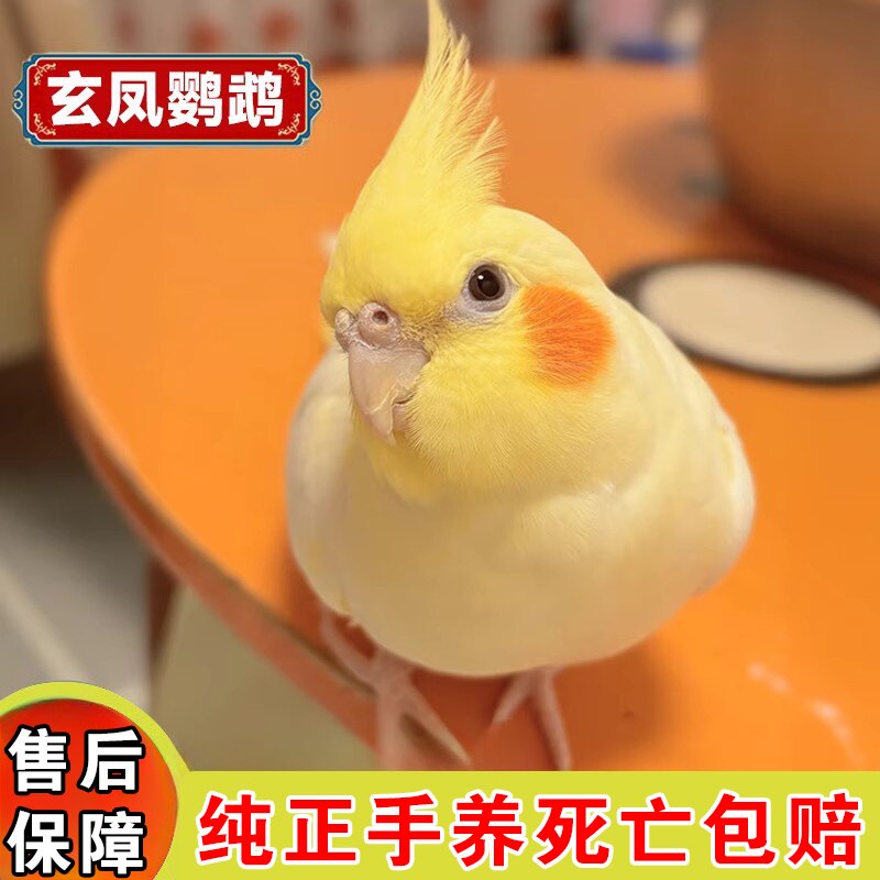玄凤鹦鹉活体会学说话手养宠物鸟