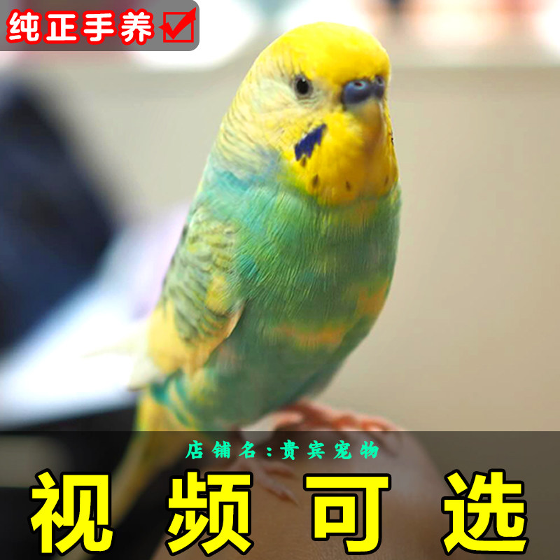 会说话鹦鹉纯手养大头虎皮活鸟宠物亲人上手活体鸟包繁殖儿童可养
