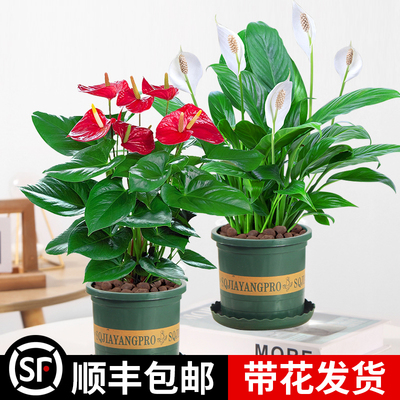 红掌盆栽客厅水培水养花卉植物办公室内鸿运当头白掌一帆风顺绿植