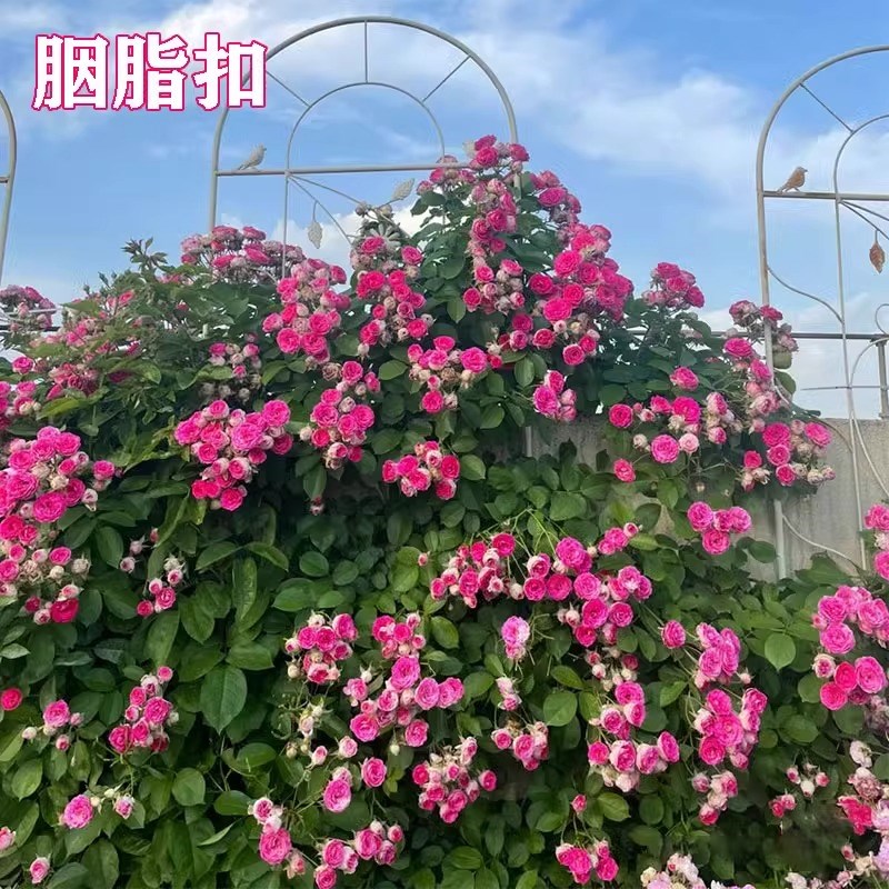【1.8-2米】蔷薇花特大苗藤本月季花爬藤植物四季开花卉玫瑰盆栽