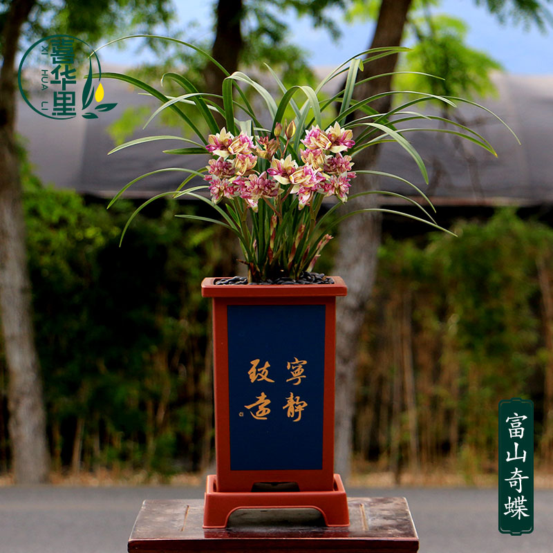 翁源兰花苗四季建兰奇花富山奇蝶带花苞浓香好养室内花卉绿植盆栽