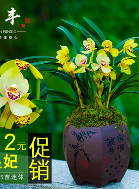 浓香建兰兰花带花苞紫月荷紫色名贵兰草花卉盆栽植物矮种兰科室外