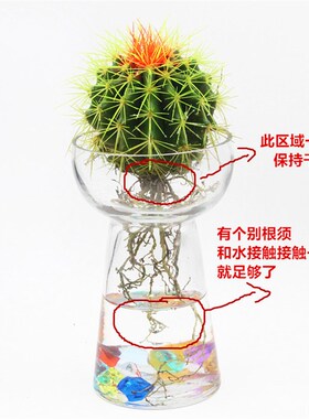 仙人球盆栽水培花卉水养植物多肉植物绿色卧室内金琥仙人掌易活