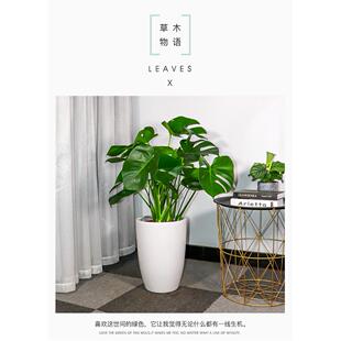 济南雅园花卉绿植济南市内免费送货装修去甲醛龟背竹室内盆栽绿植