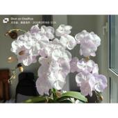 稀有品种蝴蝶兰1991云朵花苗维纳斯粉红女孩花开 对版