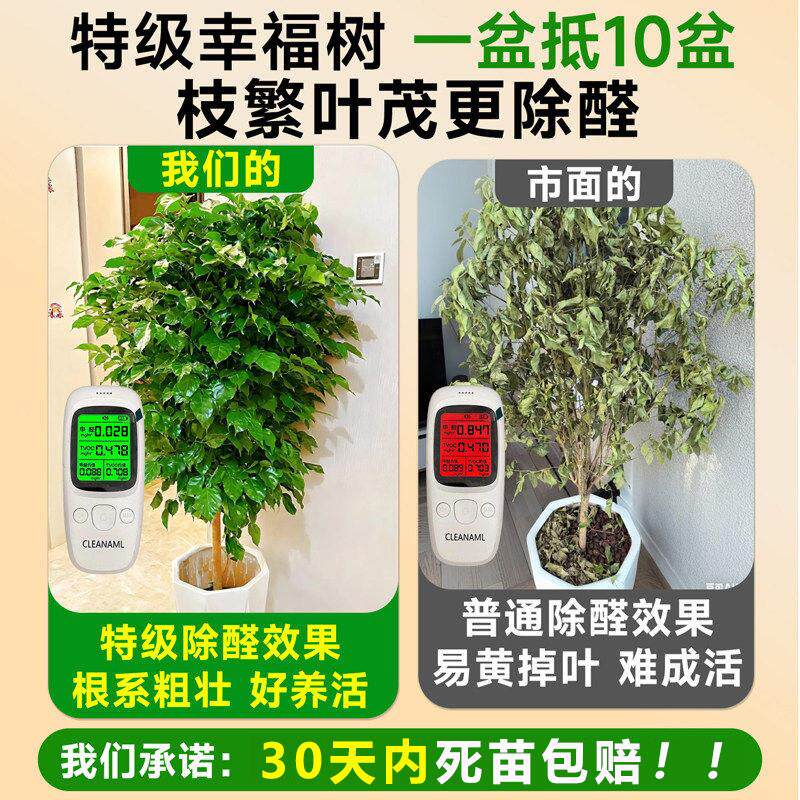 送货上门幸福树客厅大盆内栽桩棒棒老独杆幸福糖 室乔迁摆件盆景