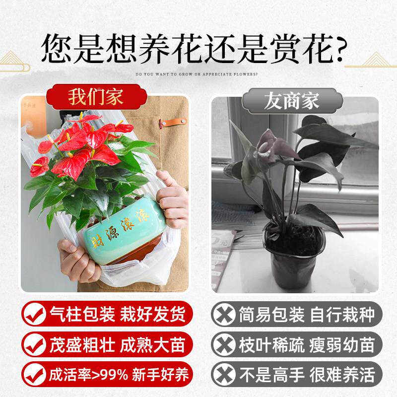 红盆栽级大物盆花卉室内绿掌植一特帆0926风顺白掌四季带花好养植