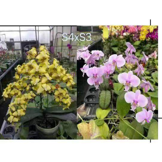 蝴蝶兰1.7寸杯727西雷丽交黄色史塔基