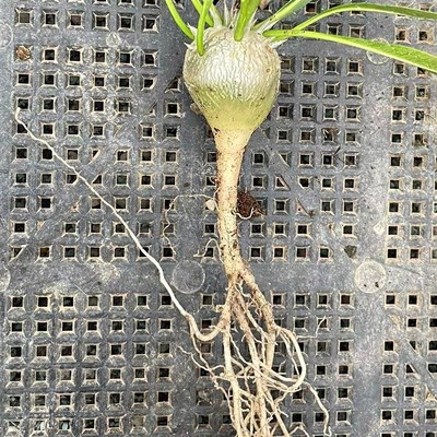 惠比大黑 块根植物开黄色花冷门多肉植物小盆栽 惠比须笑阳台花卉