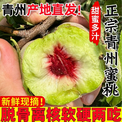 青州蜜桃应季冬雪蜜桃